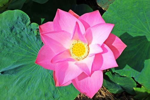 瑞星手机安全助手